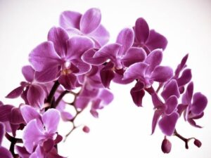 Фотошпалери Гілка орхідеї