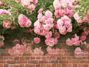 Фотошпалери Троянди 3D на цегляній стіні
