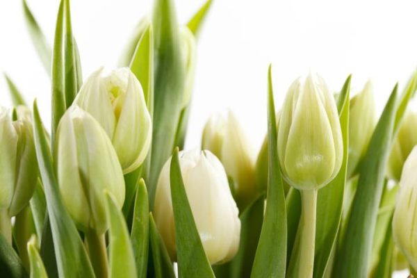 Фотошпалери Білі тюльпани Фотошпалери Білі тюльпани