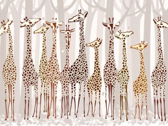 Фотошпалери 11 жирафів