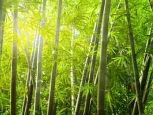 Фотошпалери Бамбукові зарості