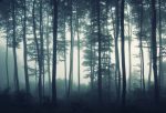 Фотошпалери Сутінки в лісі