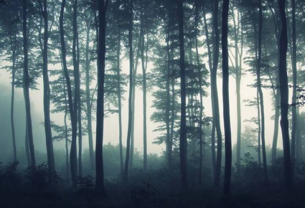 Фотошпалери Сутінки в лісі, Фотошпалери ліс Фотошпалери Сутінки в лісі