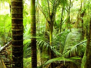 Фотошпалери Тропічний ліс