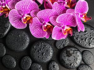 Фотошпалери Орхідея на камінні