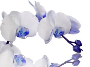 Фотошпалери Блакитна орхідея
