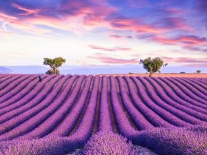 Фотошпалери Поле лаванди