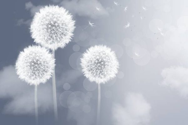 Фотошпалери Кульбаби на сірому тлі