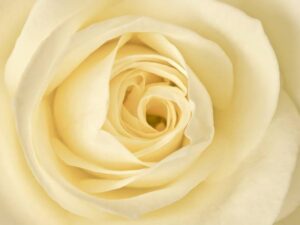 Фотошпалери Кремова троянда