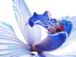 Фотошпалери Блакитна орхідея