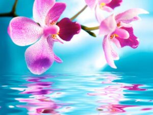 Фотошпалери Орхідея над водою