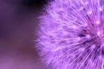 Фотошпалери Фіолетовий кульбаба