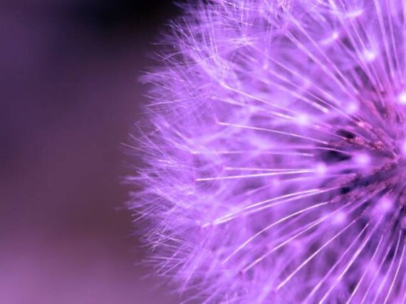 Фотошпалери Фіолетовий кульбаба
