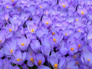 Фотошпалери Крокуси