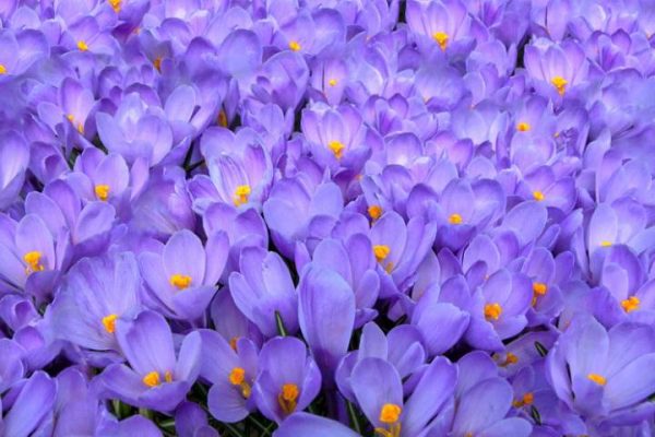 Фотошпалери Крокуси