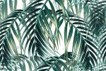 Фотошпалери Листя пальми