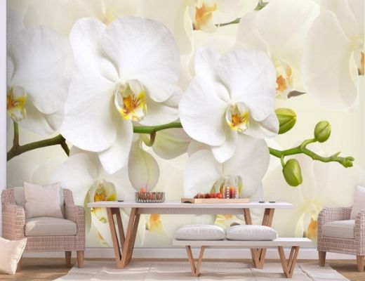 орхидея фотообои