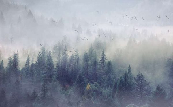 Фотошпалери Вечірній туман у лісі, Фотошпалери природа, Фотошпалери ліс Фотошпалери Вечірній туман у лісі