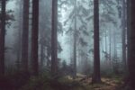 Фотошпалери Сірий ліс