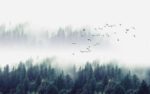Фотошпалери Ліс у тумані