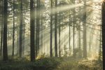 Фотошпалери Промені сонця в лісі