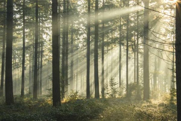 Фотошпалери Промені сонця в лісі