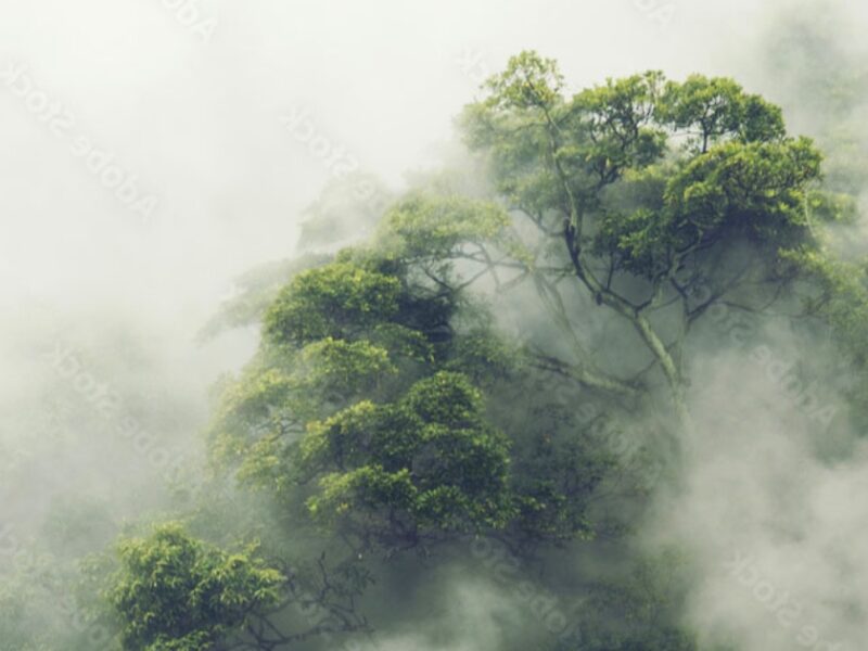 Фотошпалери Дерево в тумані