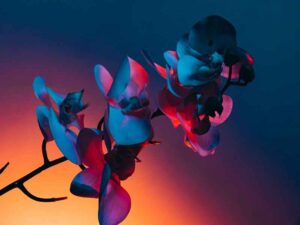 stock-photo-branch-of-orchid-flowers-on-dark-blue-background-in-neon-light-concept-of-floristry-decorations-2168594543