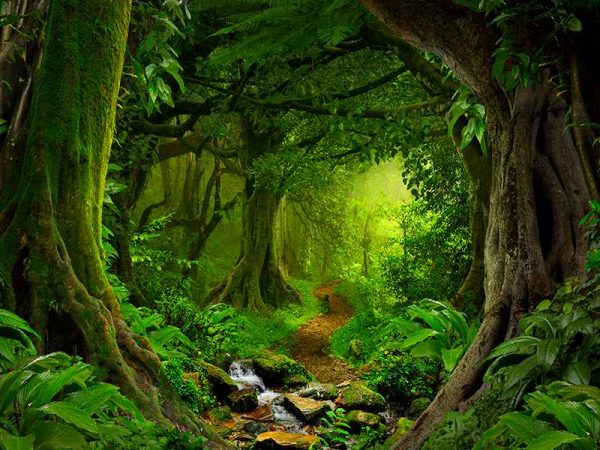 Фотошпалери Лісова Хаща, Фотошпалери ліс, Фотошпалери дерева, Фотошпалери зелений Фотошпалери Лісова Хаща