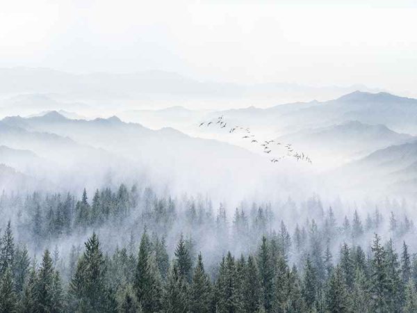 Фотошпалери Туманний Ліс та гори