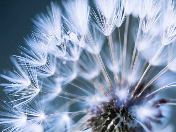 Фотошпалери Кульбабка