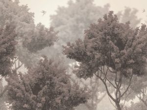 Фотошпалери дерева