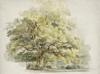 Фотошпалери Акварельне Зелене Дерево