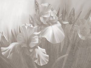 Фотошпалери Тінь квіткових пелюсток