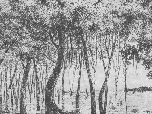 Фотошпалери Чорнильний ліс